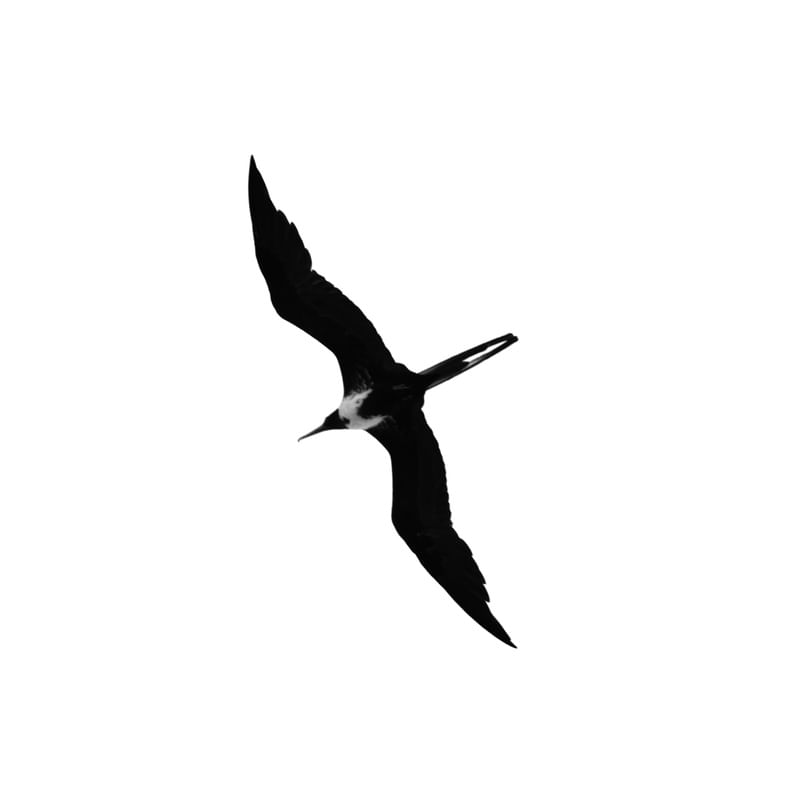 VOA NATUREZA 00