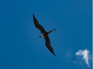 VOA NATUREZA 01