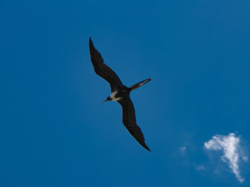 VOA NATUREZA 01