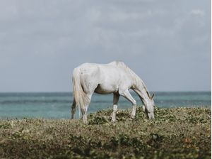 CAVALO MARCADO