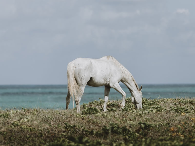 CAVALO MARCADO