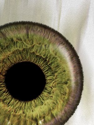 OLHO MACRO 03