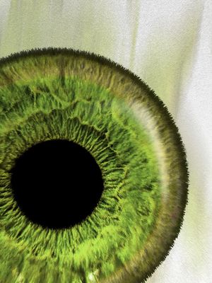 OLHO MACRO 04