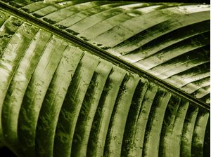 VEGETAL