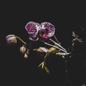 BROMÉLIAS NOTURNAS
