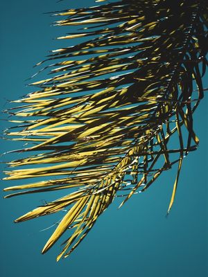 A VENTANIA