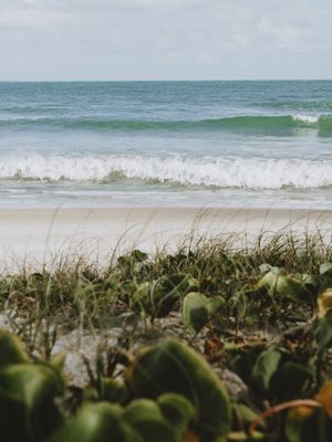MATO DE PRAIA