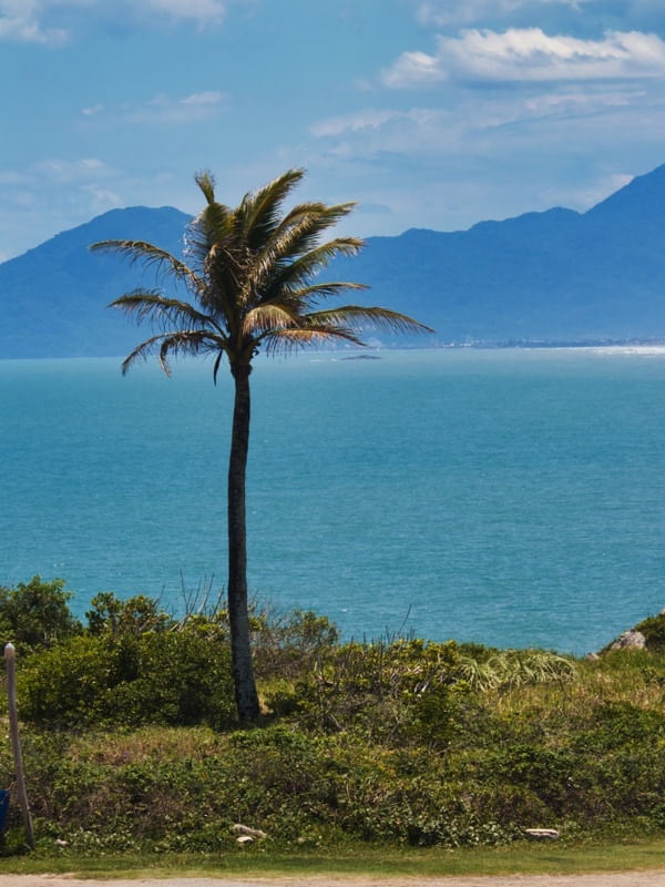 COQUEIRO E MONTANHA
