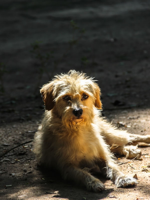 CÃOZINHO ESPONJA.