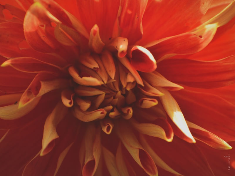 MACRO FLOWER #02