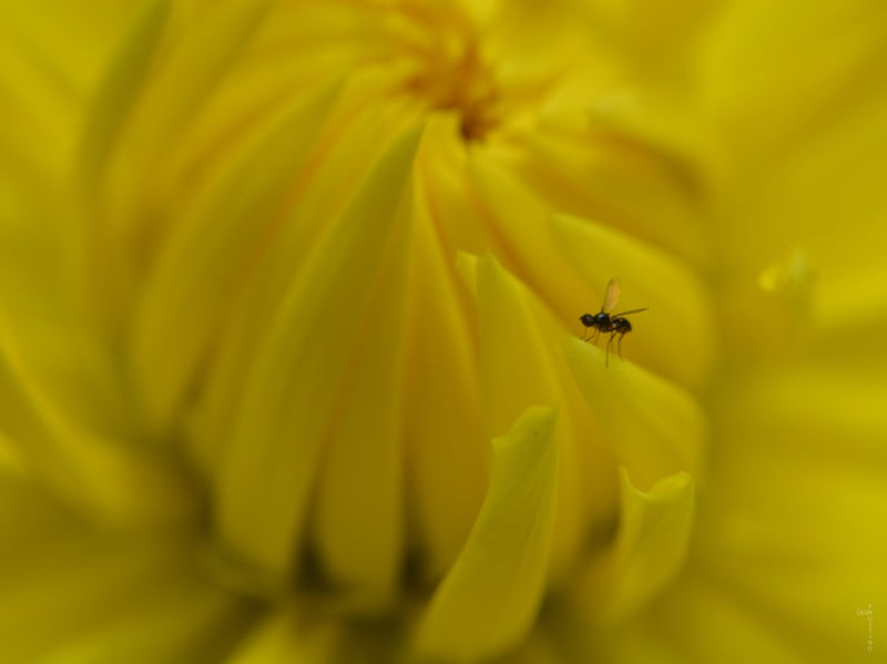 MACRO FLOWER #03