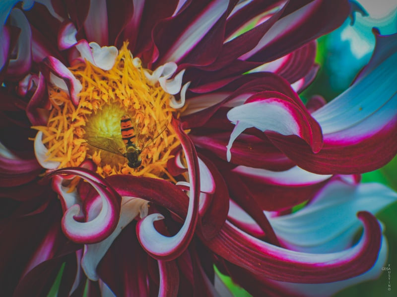 MACRO FLOWER #04
