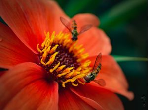 MACRO FLOWER #05