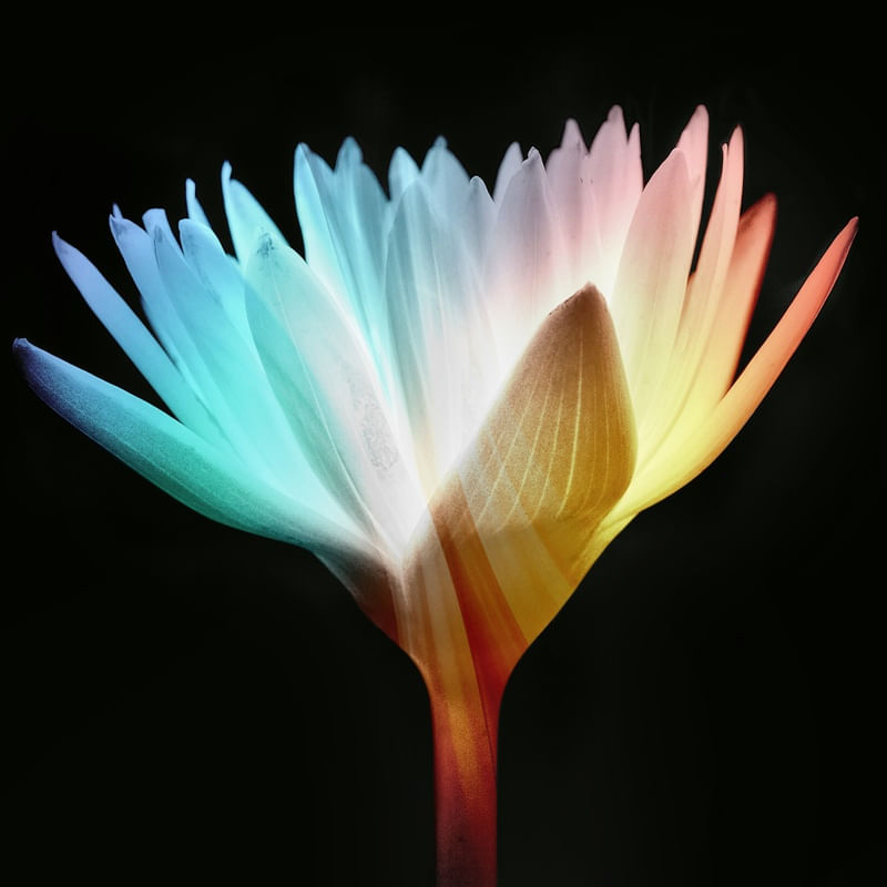 FLOR DA AURORA - 01C