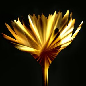 FLOR DA AURORA - 01D