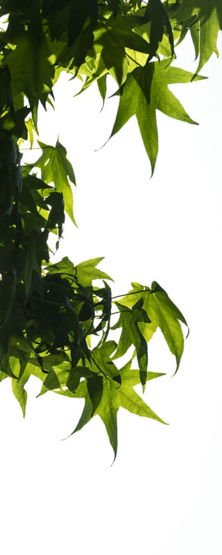 FOLHAS VERDES 1