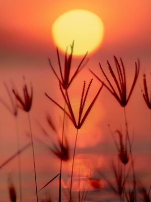 SUMMER SONATA