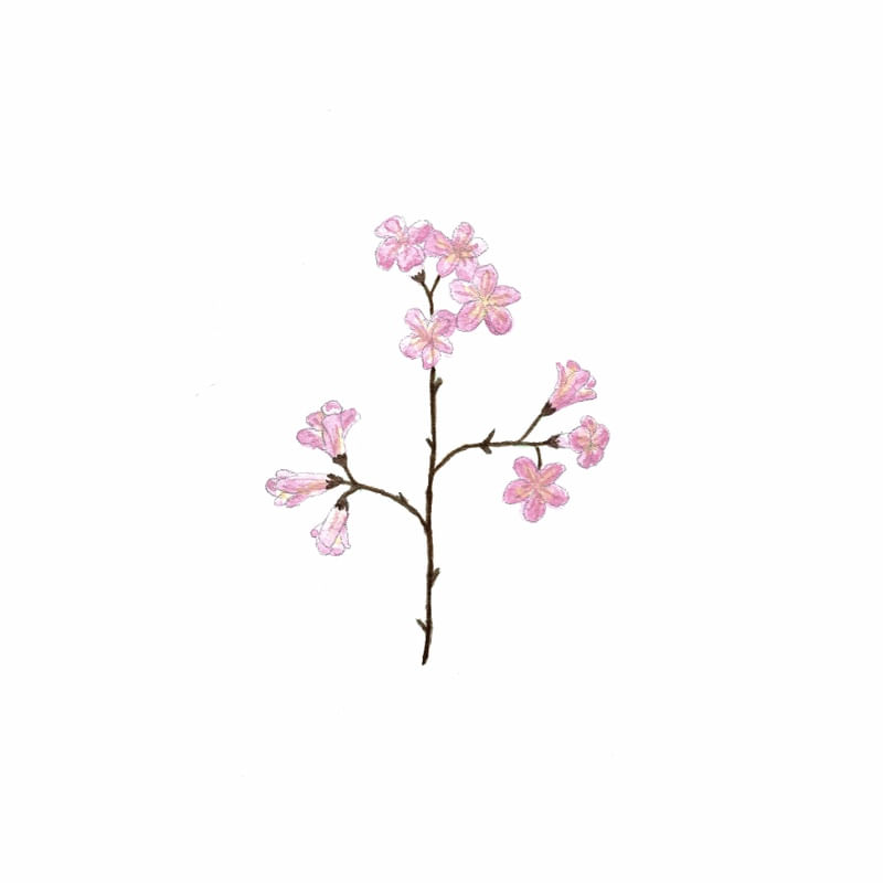 TRIO DE IPÊS - ROSA