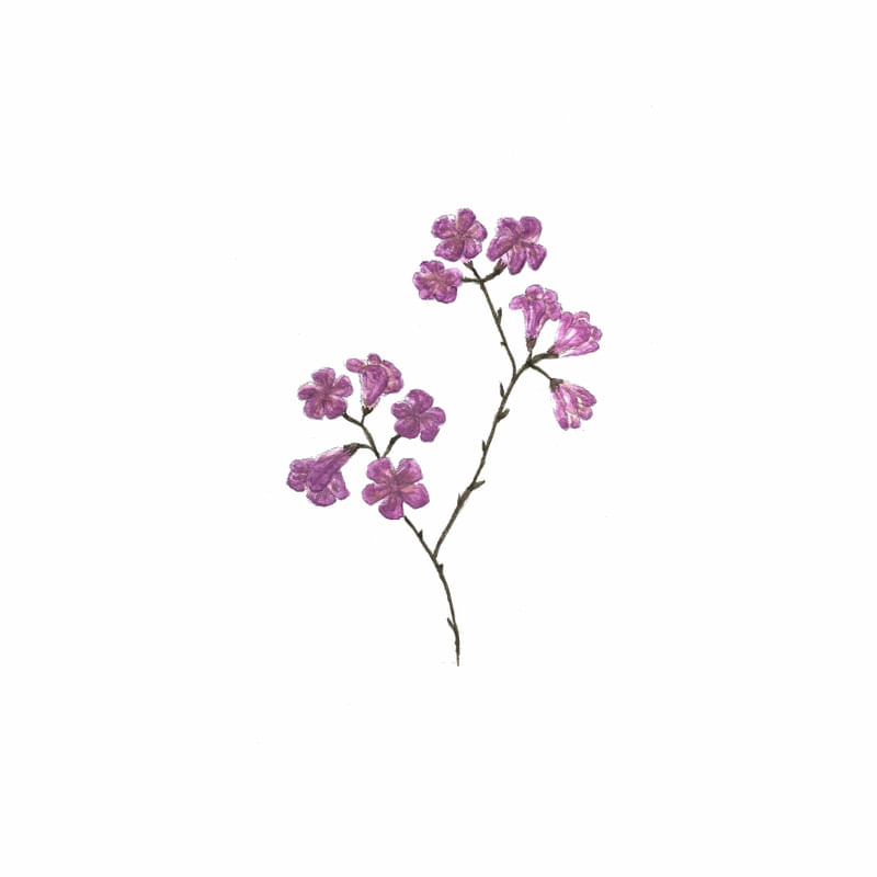 TRIO DE IPÊS - ROXO
