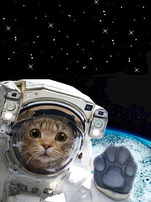 GATO ESPAÇO