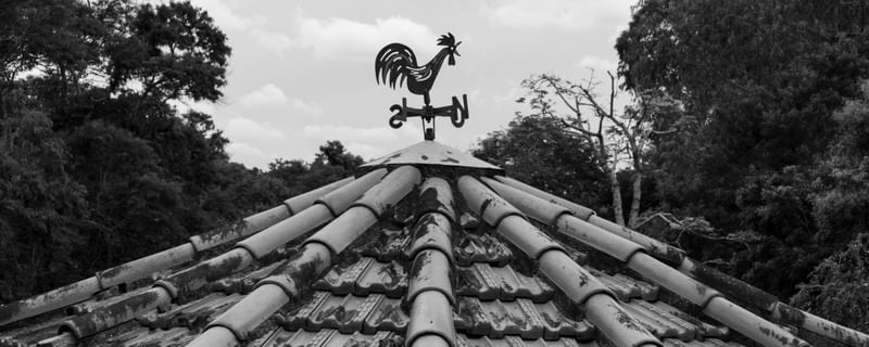 GALO NA TELHA