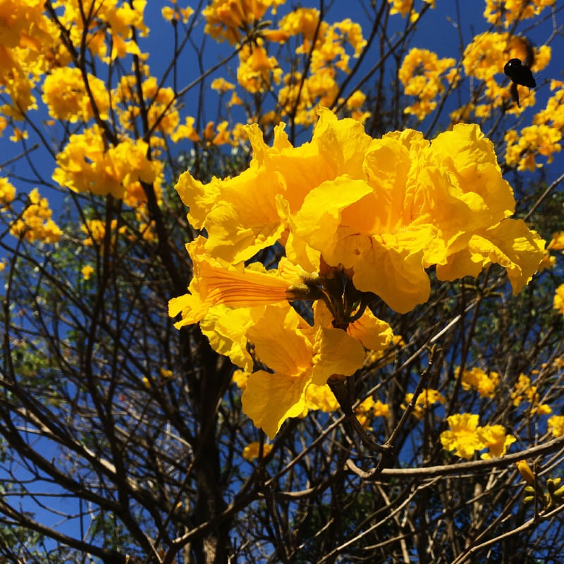YELLOW AND BLUE 02