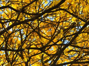 FLORES DE IPÊ AMARELO 04