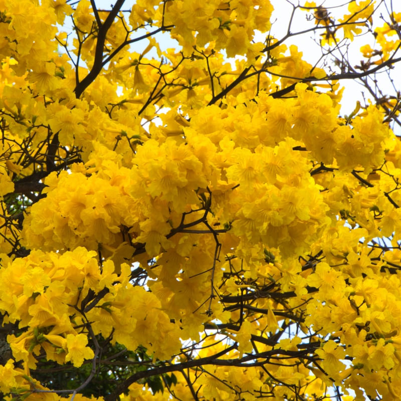 FLORES DE IPÊ AMARELO 01