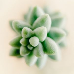 SUCULENTA MACRO