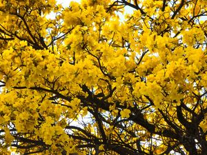 FLORES DE IPÊ AMARELO 02