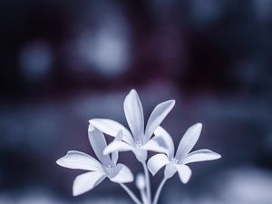 FLOR_INFRA_1