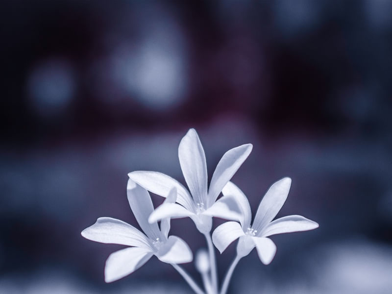 FLOR_INFRA_1