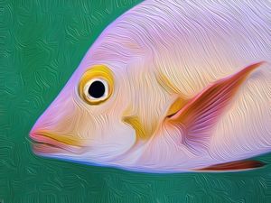 PEIXE ROSA 2