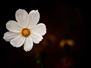 FLOR_2