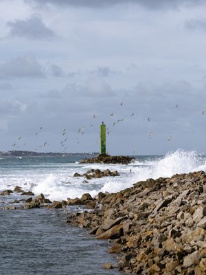 PÁSSAROS NA COSTA