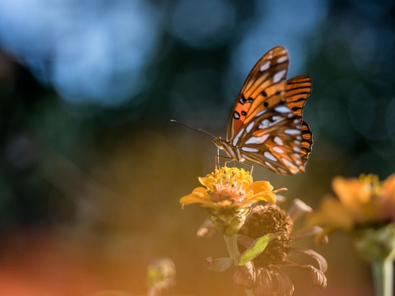 BORBOLETA_5