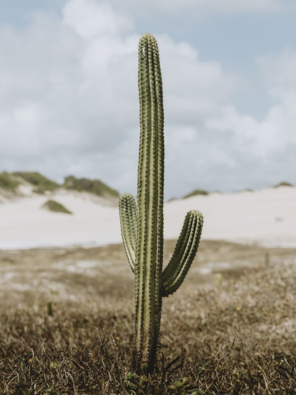 CACTO DAS DUNAS