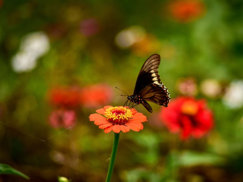 BORBOLETA_4