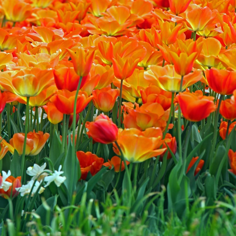 TULIPAS EM LUCERNA II