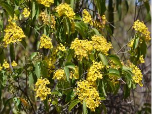 FLORES AMARELAS CV 2