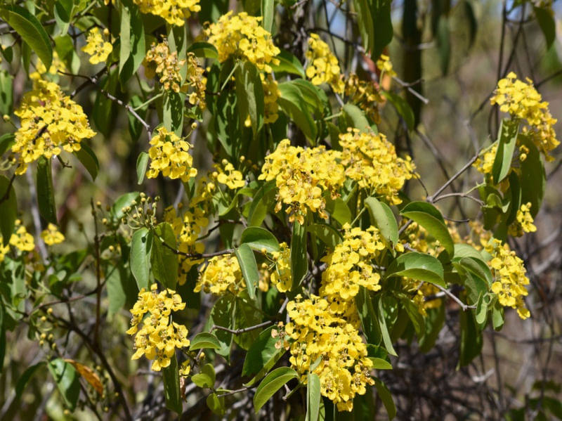 FLORES AMARELAS CV 2