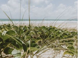 PLANTAS RASTEIRAS DE PRAIA