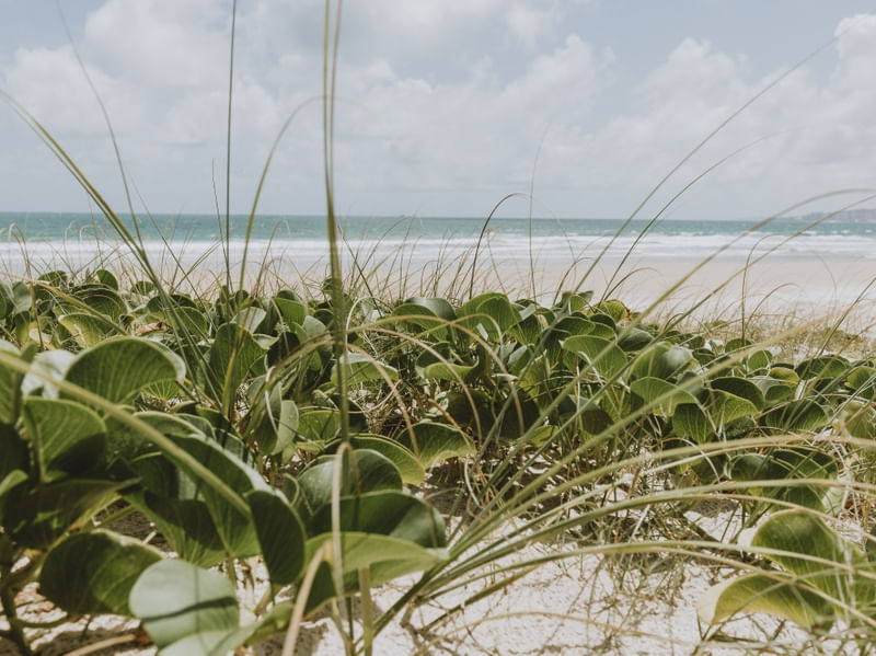 PLANTAS RASTEIRAS DE PRAIA