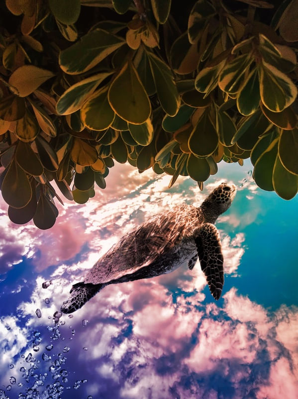 TARTARUGA: ENTRE O CÉU E O MAR