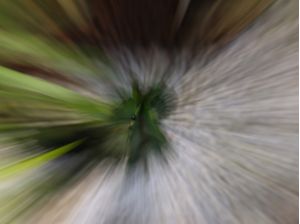 CACTUS9554