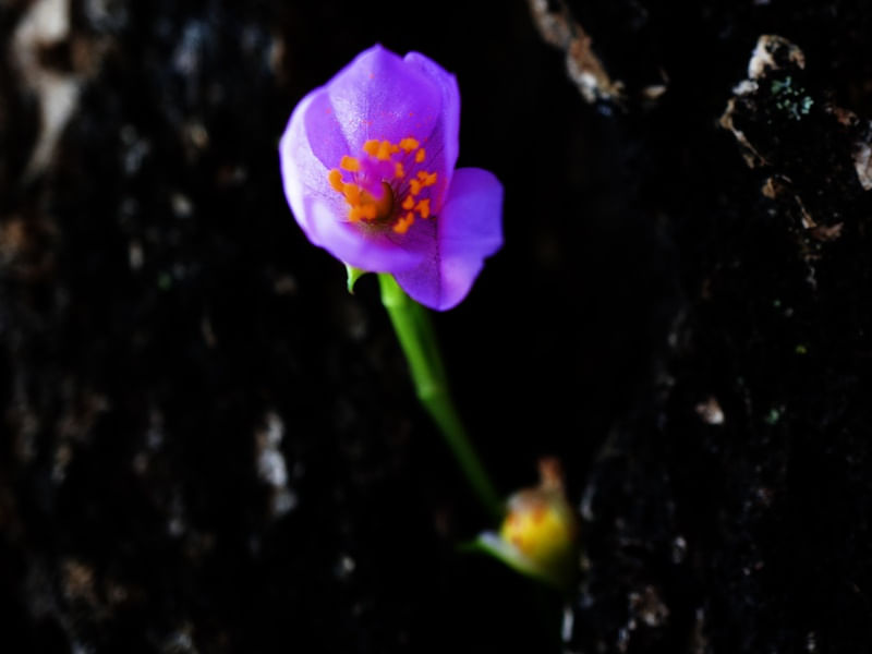 FLOR DA PEDRA