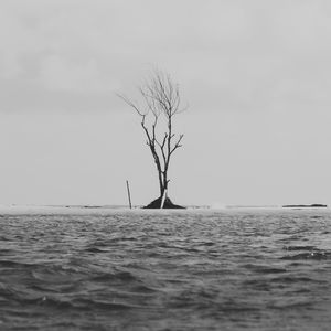 DRAMATIC TREE