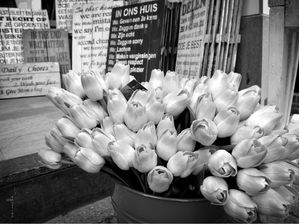 TULIPAS DE MADEIRA