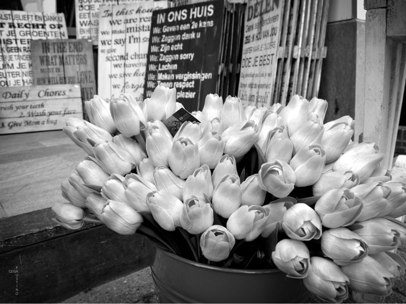 TULIPAS DE MADEIRA