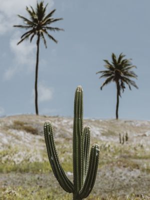 TROPICAL TRIO